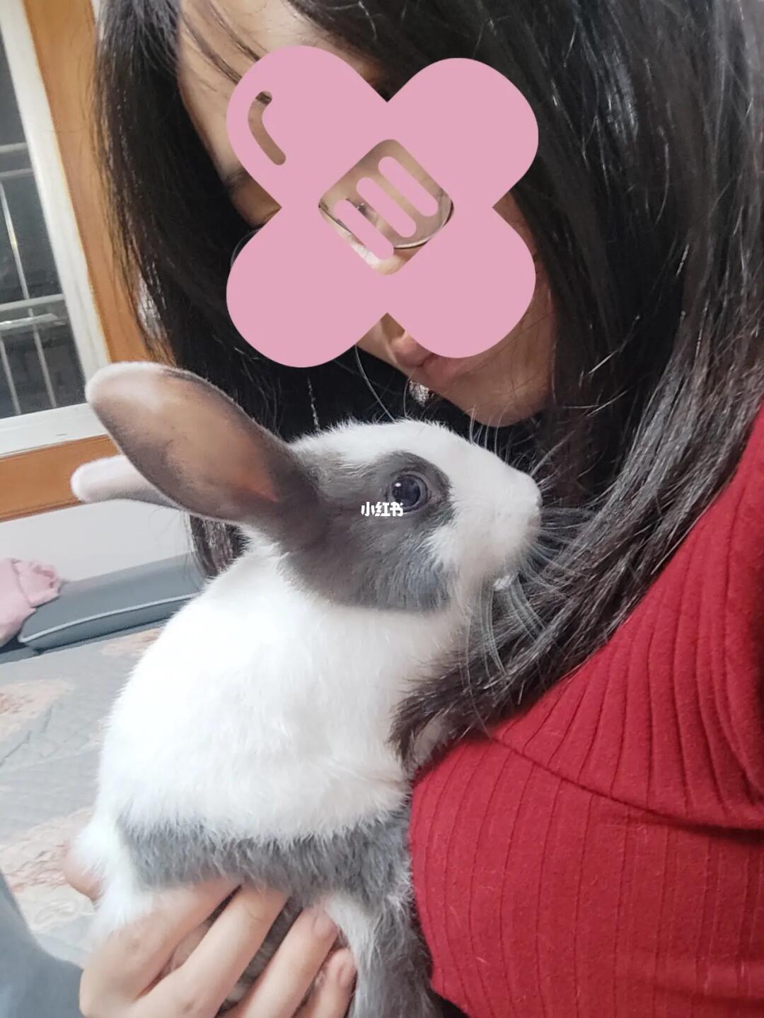 探索美食之旅，如何優(yōu)雅地享受小兔子美食——一種獨(dú)特的姿勢(shì)分享，優(yōu)雅品味小兔子美食，一場(chǎng)獨(dú)特的美食探索之旅