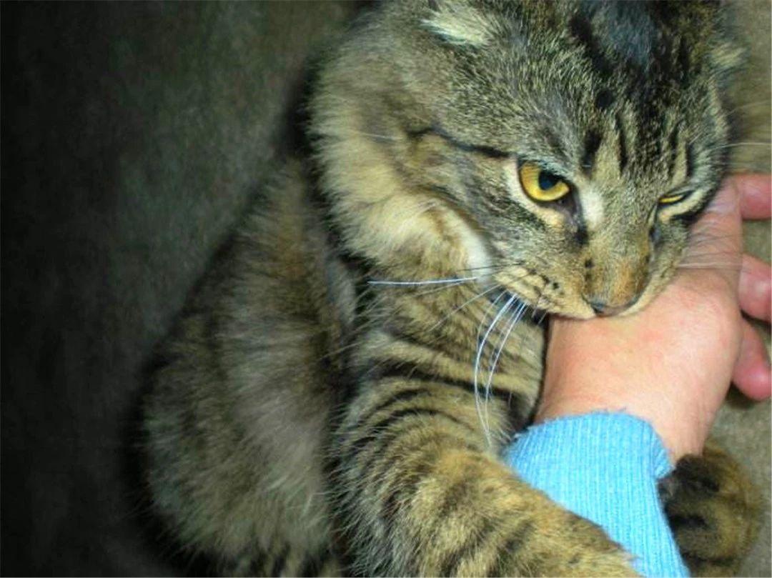 狂犬病潛伏期最長多久，深入了解狂犬病的潛伏期及相關(guān)知識，深入了解狂犬病潛伏期，最長多久及其他相關(guān)知識解析