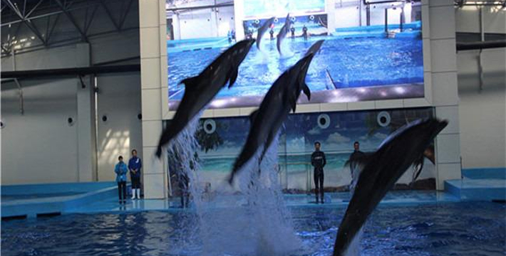 合肥海洋館門票價(jià)格詳解，合肥海洋館門票價(jià)格全面解析
