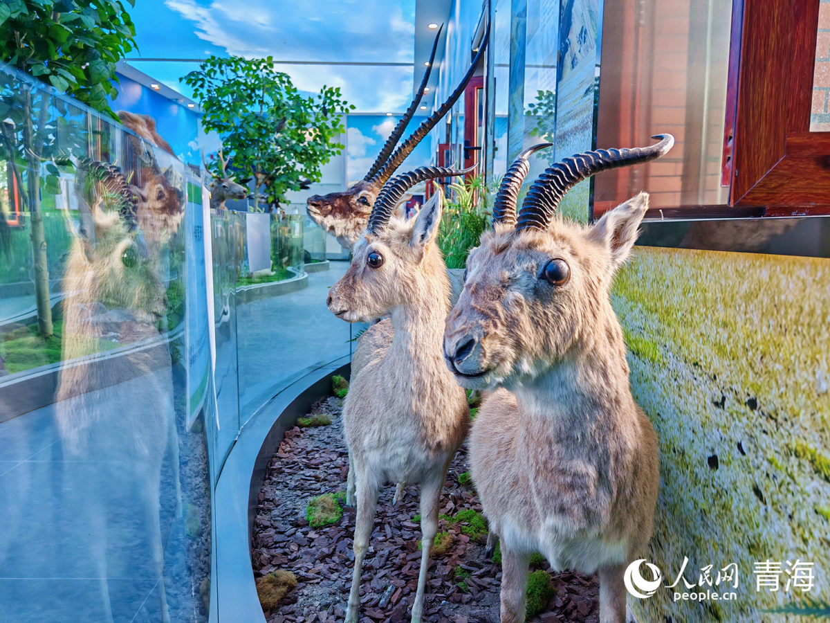 王中王四不像圖必中一肖——揭秘彩票背后的秘密，揭秘彩票背后的秘密，王中王四不像圖必中一肖的真相探索