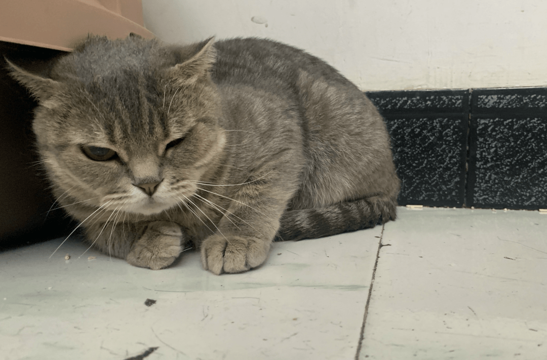 澳門一碼一肖一待一中四不像，探索與解析，澳門一碼一肖一待一中四不像，深度解析與探索