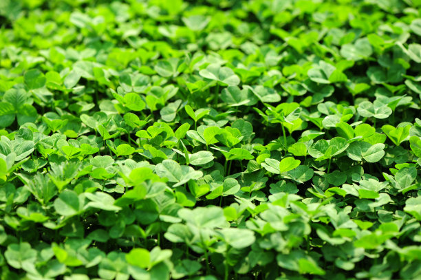 苜蓿草圖片，自然之美與SEO的完美結(jié)合，苜蓿草圖片，自然之美與SEO的交融之道