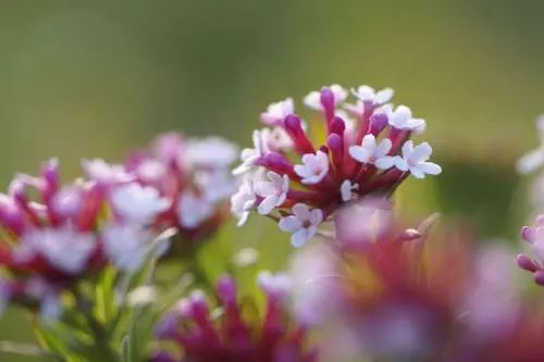 致癌花卉第一名，警惕身邊的健康隱患，致癌花卉第一名，身邊的健康隱患需警惕