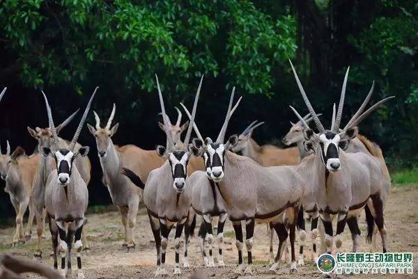 廣州長隆野生動物世界門票攻略，如何獲取最佳體驗？，廣州長隆野生動物世界門票攻略，獲取最佳體驗全指南！